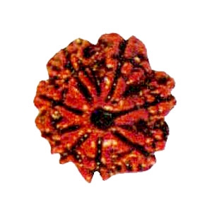 Picture of Eight Mukhi Rudraksha