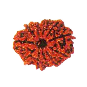 Picture of Eleven Mukhi Rudraksha