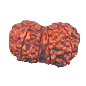 Picture of Gauri Shankar Rudraksha
