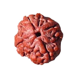 Picture of Four Mukhi Rudraksha