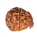 Picture of Ganesha Rudraksha