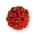 Picture of Nine Mukhi Rudraksha