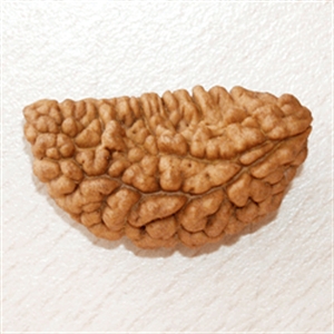 Picture of One Mukhi Rudraksha