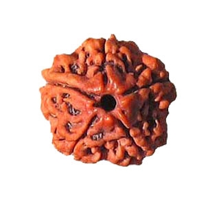 Picture of Five Mukhi Rudraksha