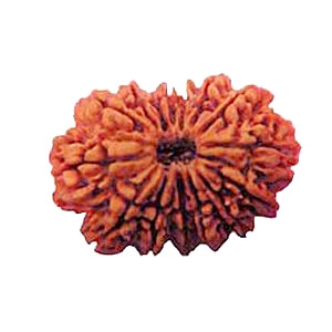 Picture of Fourteen Mukhi Rudraksha