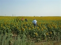 Picture of VASTU OF AGRICULTURAL LANDS