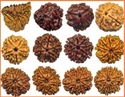 Picture for category Rudraksha Beads